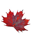 RJ Legend Sugar Maple Ornaments, Small Leaf Fall Decorations, Christmas Ornaments, Fall Decor